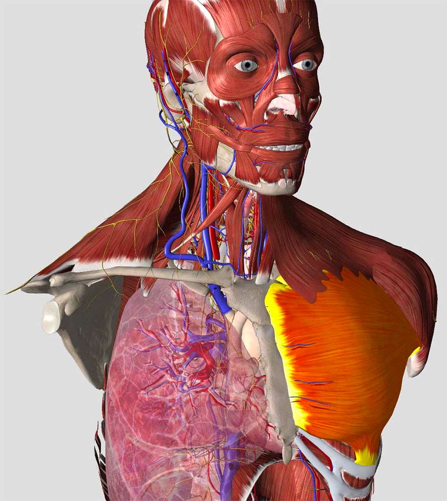 Essential anatomy app 5